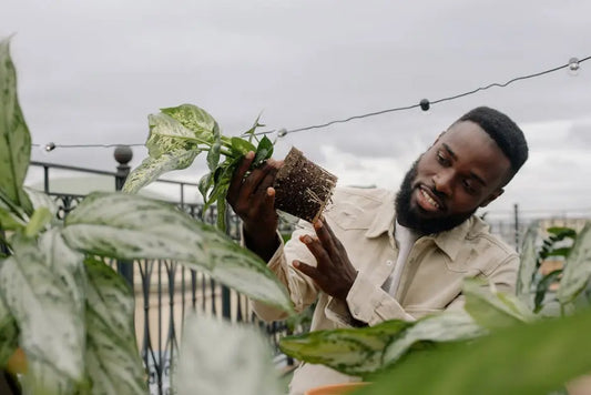 Transforming Urban Gardens with Artisan Planters