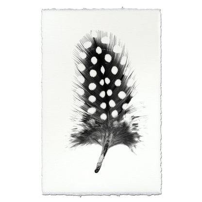 BARLOGA STUDIOS- fine photographs on intriguing papers Feathers Feather Study #1 (Guinea Fowl)