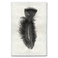 BARLOGA STUDIOS- fine photographs on intriguing papers Feathers Feather Study #10 (Turkey)