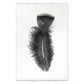 BARLOGA STUDIOS- fine photographs on intriguing papers Feathers Feather Study #10 (Turkey)