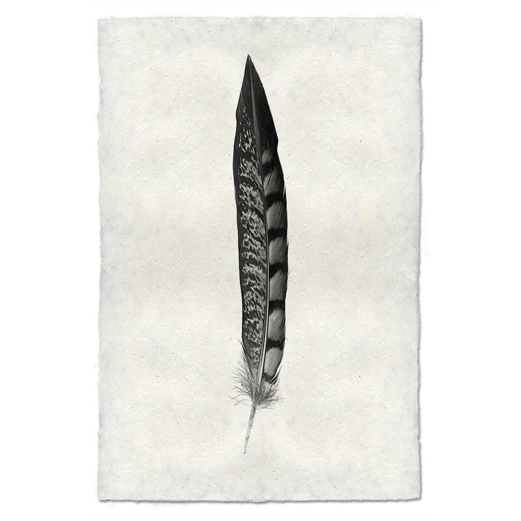 BARLOGA STUDIOS- fine photographs on intriguing papers Feathers Feather Study #11 (Lady Amherst Pheasant Tail)