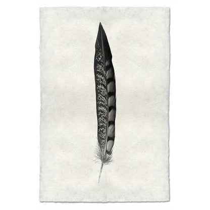 BARLOGA STUDIOS- fine photographs on intriguing papers Feathers Feather Study #11 (Lady Amherst Pheasant Tail)