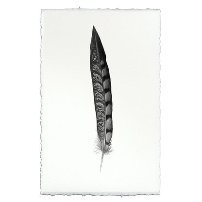 BARLOGA STUDIOS- fine photographs on intriguing papers Feathers Feather Study #11 (Lady Amherst Pheasant Tail)