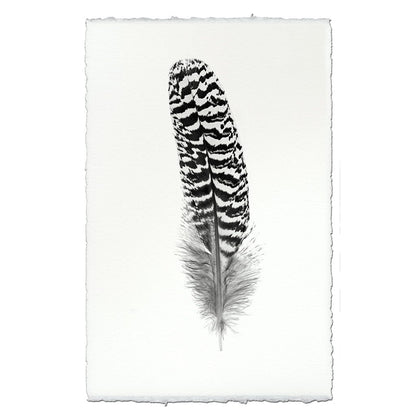 BARLOGA STUDIOS- fine photographs on intriguing papers Feathers Feather Study #13 (Mottled Peacock Wing Quill)