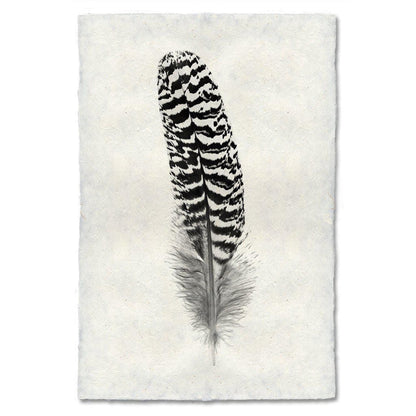 BARLOGA STUDIOS- fine photographs on intriguing papers Feathers Feather Study #13 (Mottled Peacock Wing Quill)