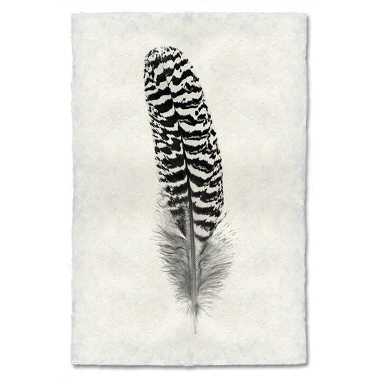 BARLOGA STUDIOS- fine photographs on intriguing papers Feathers Feather Study #13 (Mottled Peacock Wing Quill)