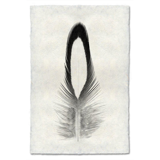 BARLOGA STUDIOS- fine photographs on intriguing papers Feathers Feather Study #14 (Lady Amherst Pheasant Tippet)