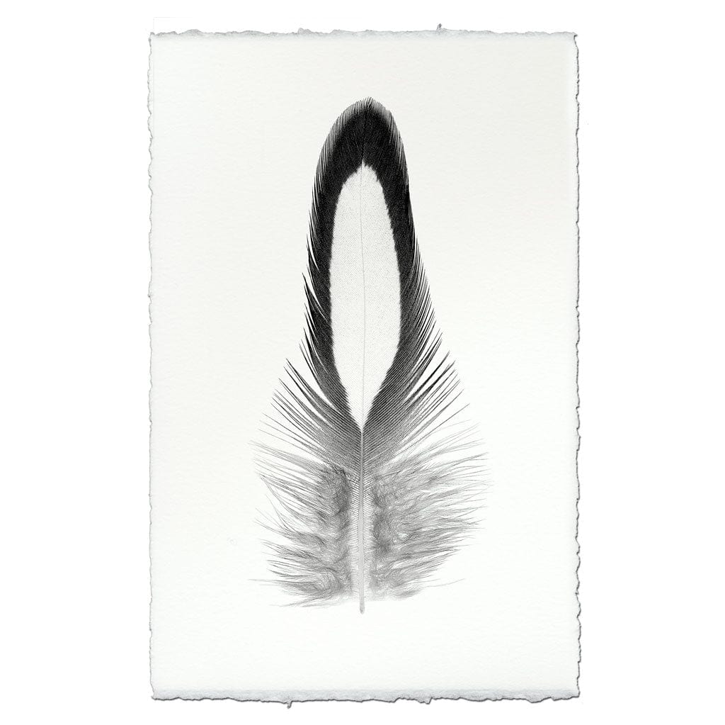 BARLOGA STUDIOS- fine photographs on intriguing papers Feathers Feather Study #14 (Lady Amherst Pheasant Tippet)