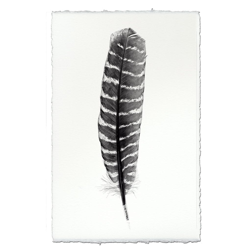 BARLOGA STUDIOS- fine photographs on intriguing papers Feathers Feather Study #16 (Wild Turkey)