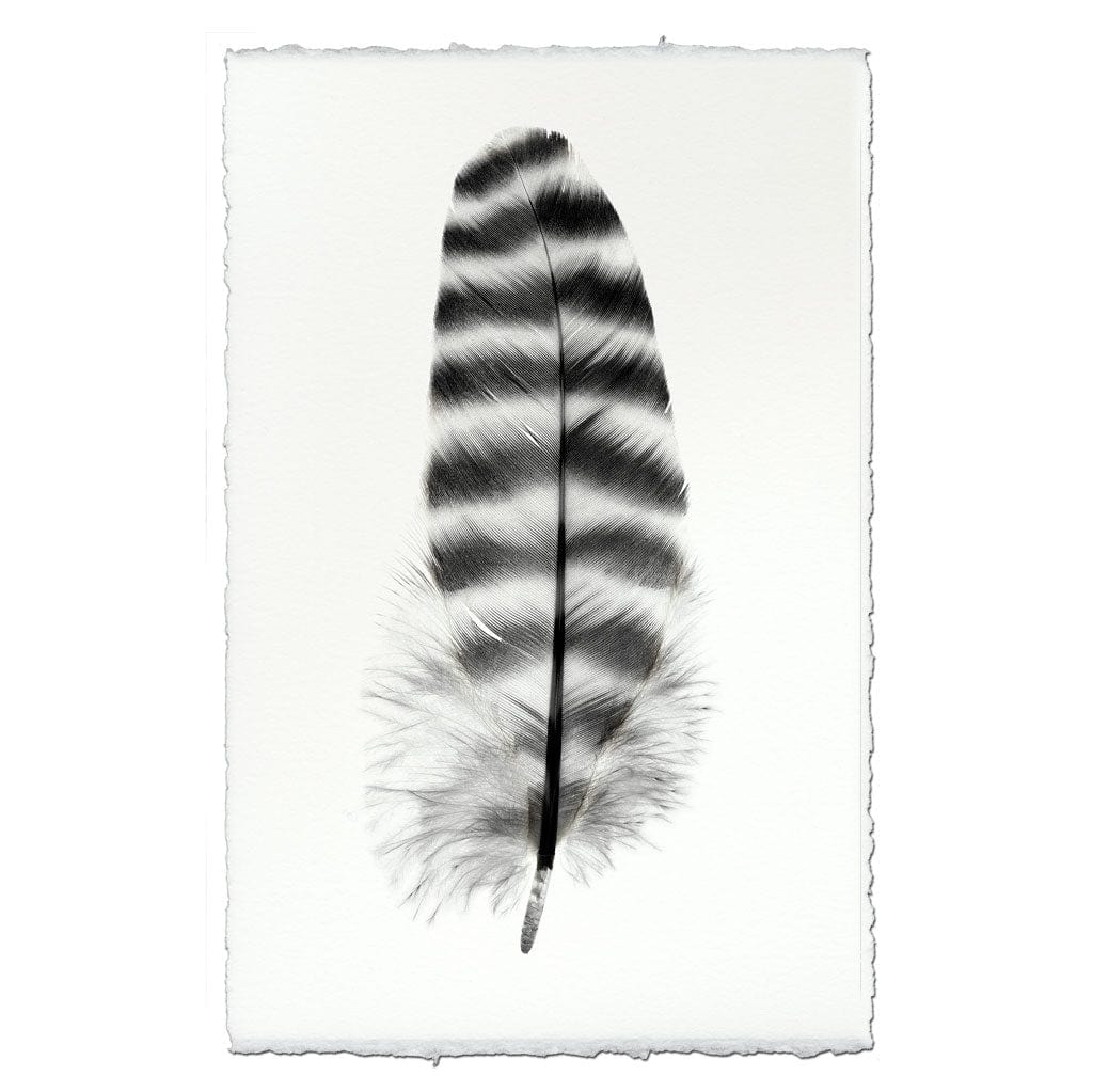 BARLOGA STUDIOS- fine photographs on intriguing papers Feathers Feather Study #17 (Barred Rock Hen)