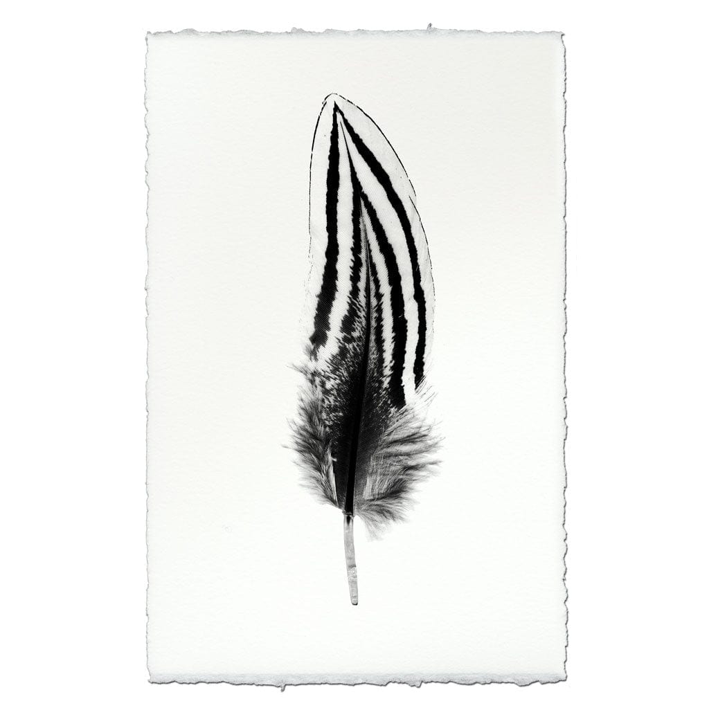 BARLOGA STUDIOS- fine photographs on intriguing papers Feathers Feather Study #2 (Silver Pheasant)