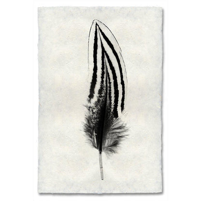 BARLOGA STUDIOS- fine photographs on intriguing papers Feathers Feather Study #2 (Silver Pheasant)