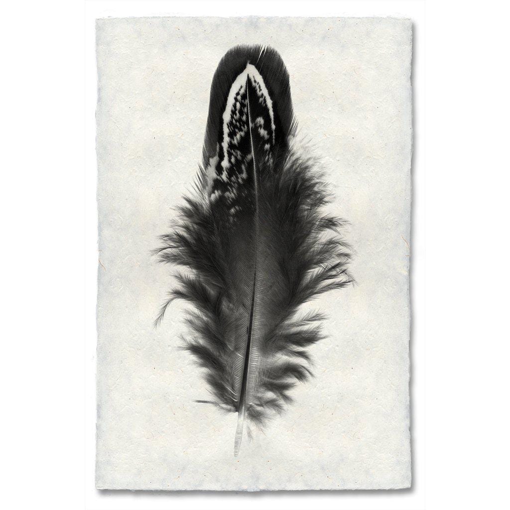 BARLOGA STUDIOS- fine photographs on intriguing papers Feathers Feather Study #3 (Mallard Duck)