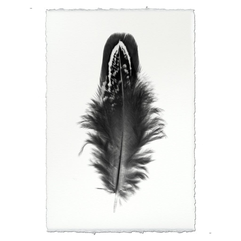 BARLOGA STUDIOS- fine photographs on intriguing papers Feathers Feather Study #3 (Mallard Duck)