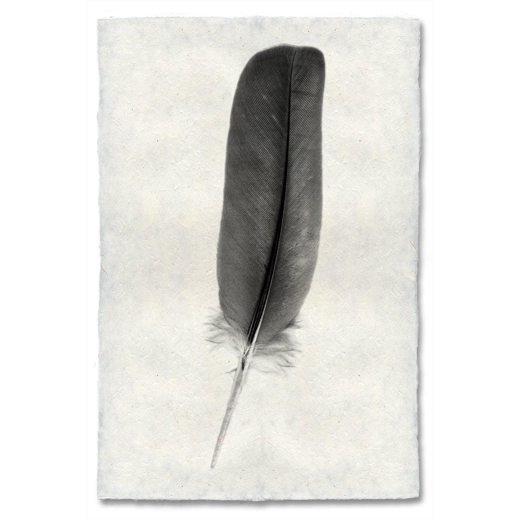 BARLOGA STUDIOS- fine photographs on intriguing papers Feathers Feather Study #4 (Dove)