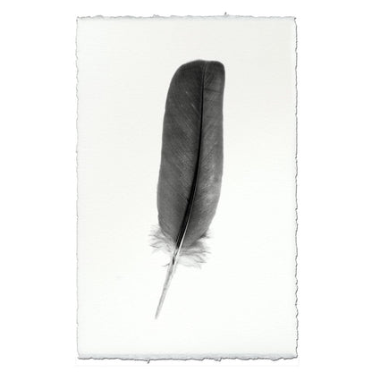 BARLOGA STUDIOS- fine photographs on intriguing papers Feathers Feather Study #4 (Dove)