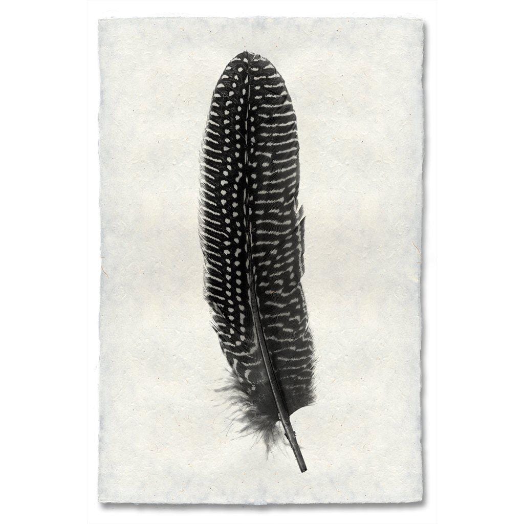 BARLOGA STUDIOS- fine photographs on intriguing papers Feathers Feather Study #5 (Pheasant)