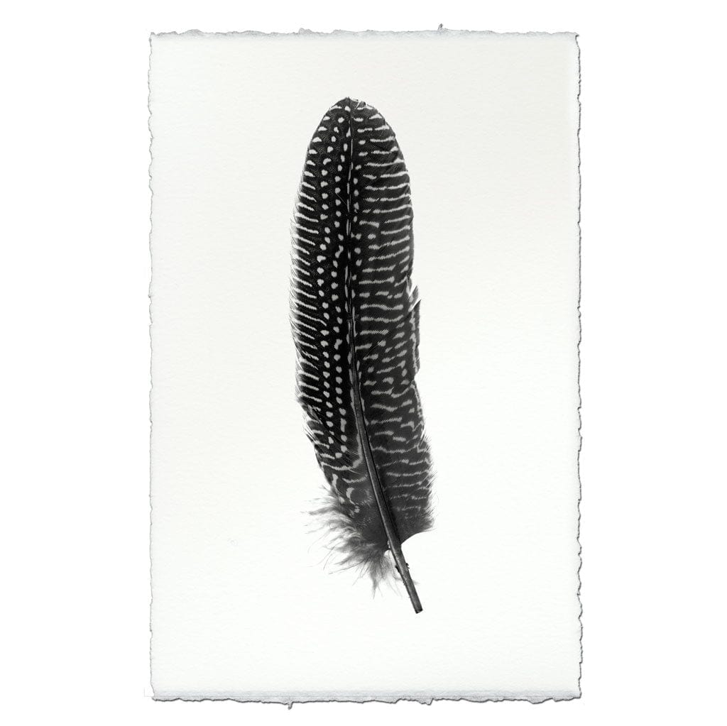 BARLOGA STUDIOS- fine photographs on intriguing papers Feathers Feather Study #5 (Pheasant)