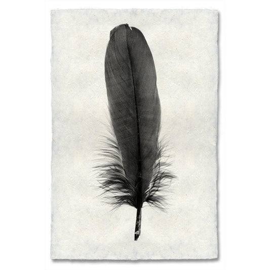 BARLOGA STUDIOS- fine photographs on intriguing papers Feathers Feather Study #6 (Goose)