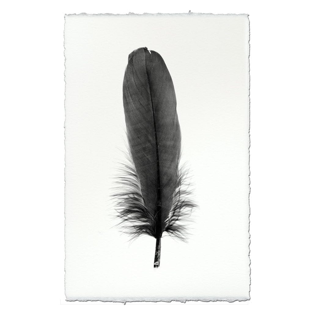 BARLOGA STUDIOS- fine photographs on intriguing papers Feathers Feather Study #6 (Goose)