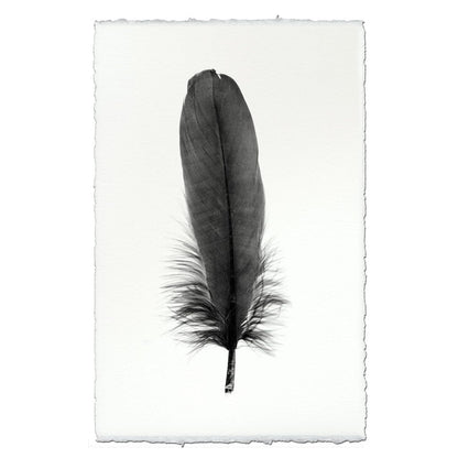 BARLOGA STUDIOS- fine photographs on intriguing papers Feathers Feather Study #6 (Goose)