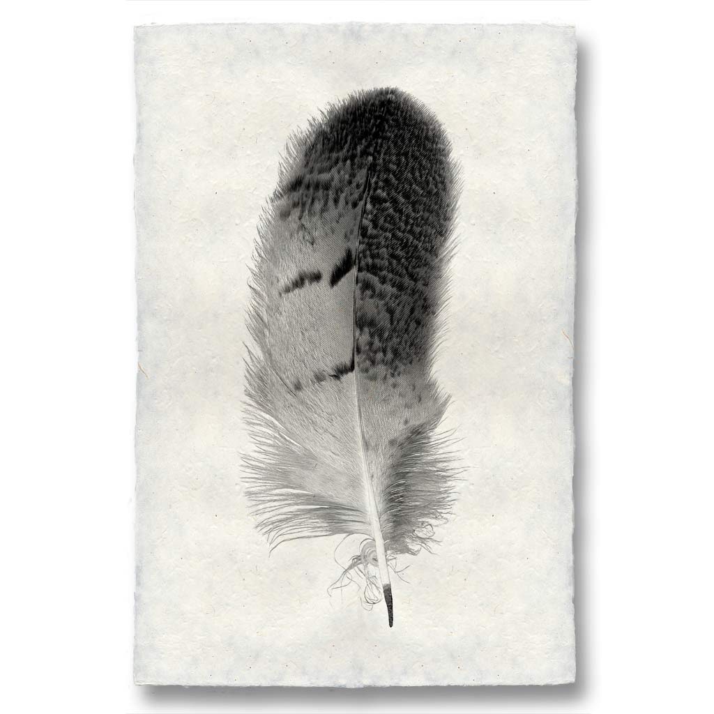 BARLOGA STUDIOS- fine photographs on intriguing papers Feathers Feather Study #7 (Owl)