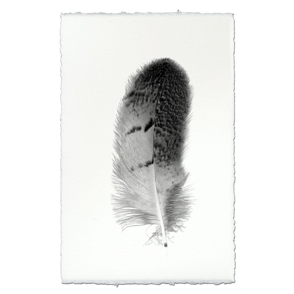 BARLOGA STUDIOS- fine photographs on intriguing papers Feathers Feather Study #7 (Owl)