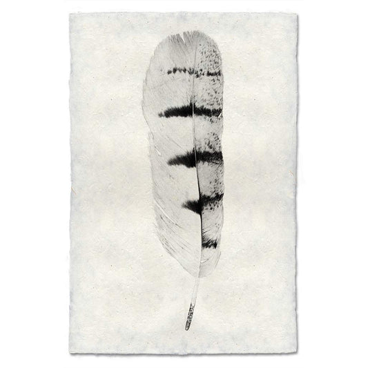 BARLOGA STUDIOS- fine photographs on intriguing papers Feathers Feather Study #8 (Hawk)