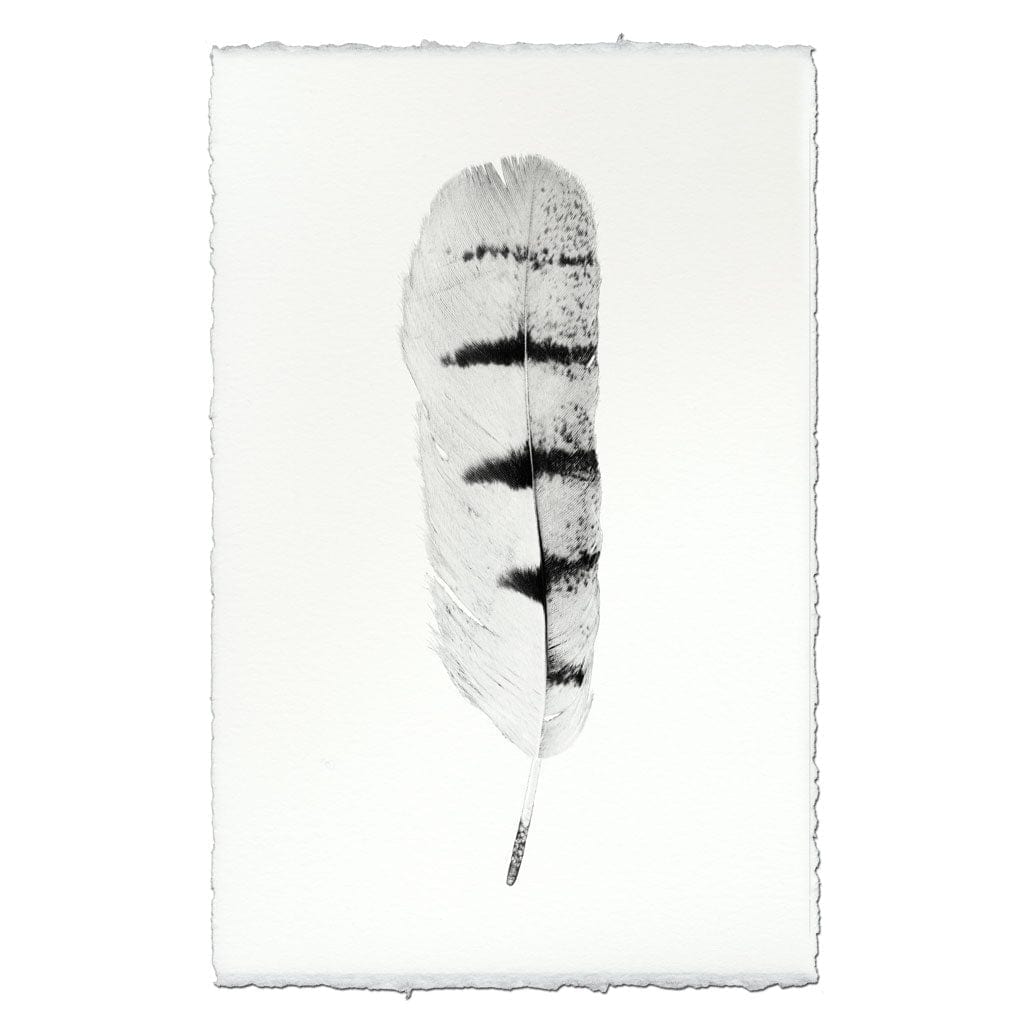 BARLOGA STUDIOS- fine photographs on intriguing papers Feathers Feather Study #8 (Hawk)