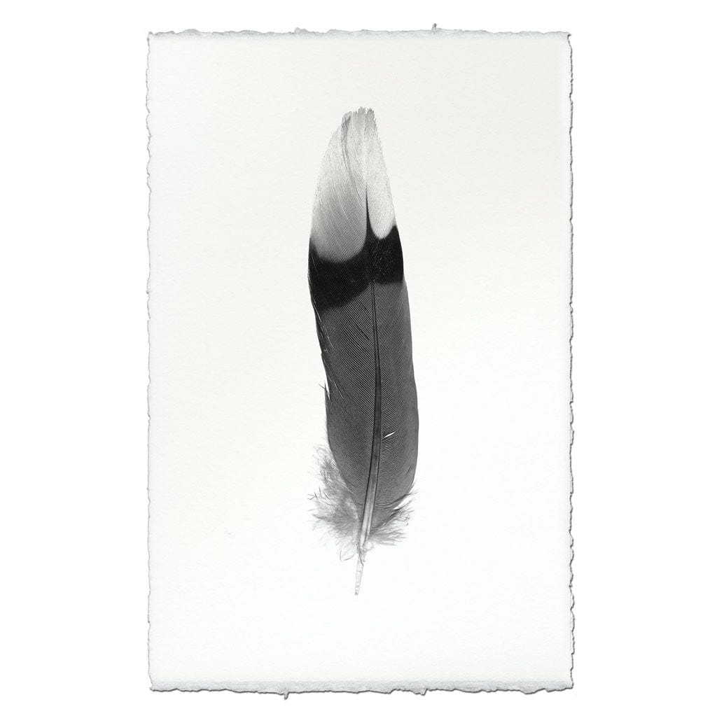 BARLOGA STUDIOS- fine photographs on intriguing papers Feathers Feather Study #9 (Jay)