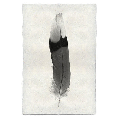 BARLOGA STUDIOS- fine photographs on intriguing papers Feathers Feather Study #9 (Jay)