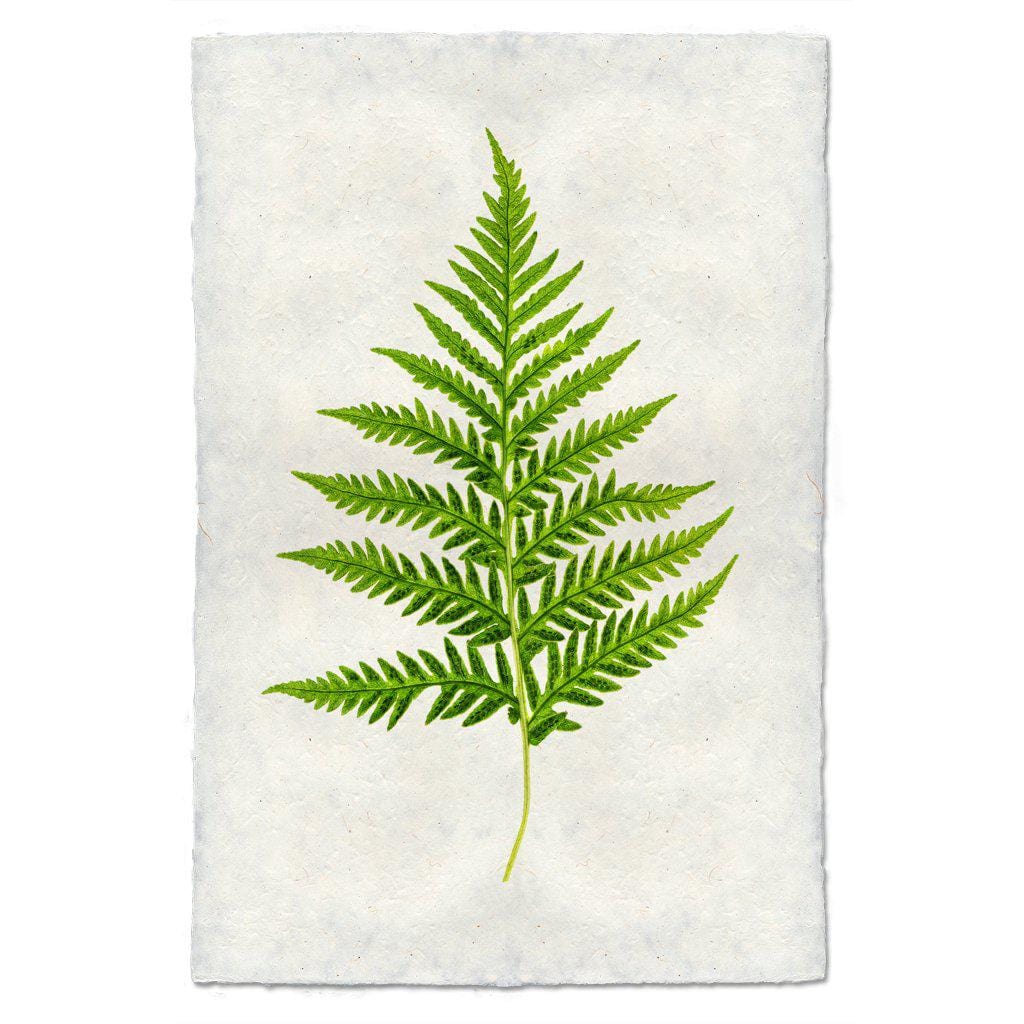 BARLOGA STUDIOS- fine photographs on intriguing papers Ferns Fern #10