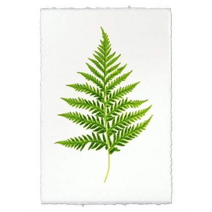 BARLOGA STUDIOS- fine photographs on intriguing papers Ferns Fern #10