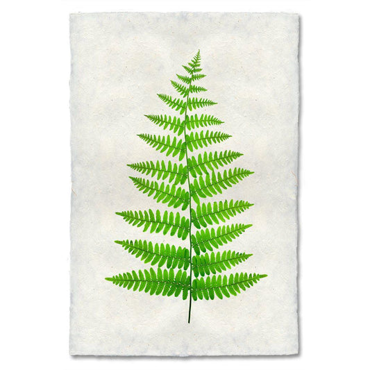 BARLOGA STUDIOS- fine photographs on intriguing papers Ferns Fern #11