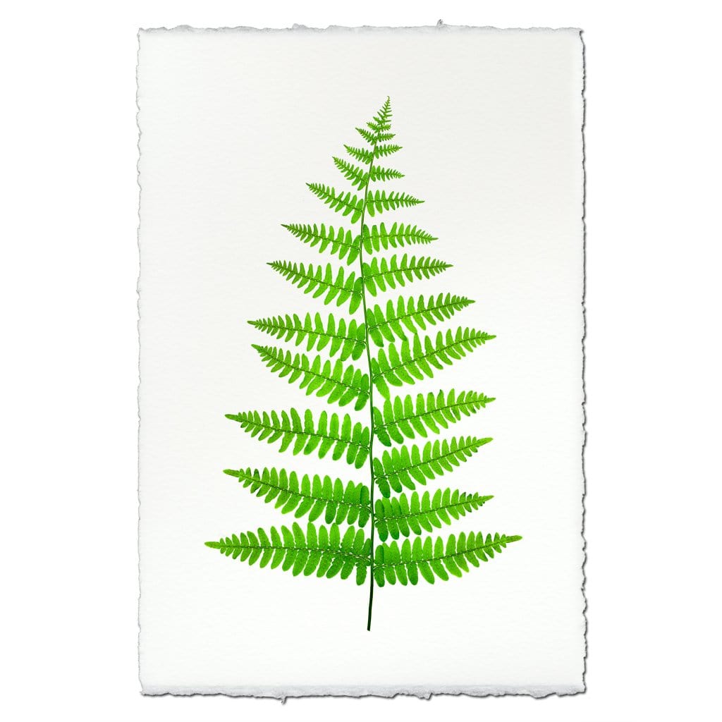 BARLOGA STUDIOS- fine photographs on intriguing papers Ferns Fern #11