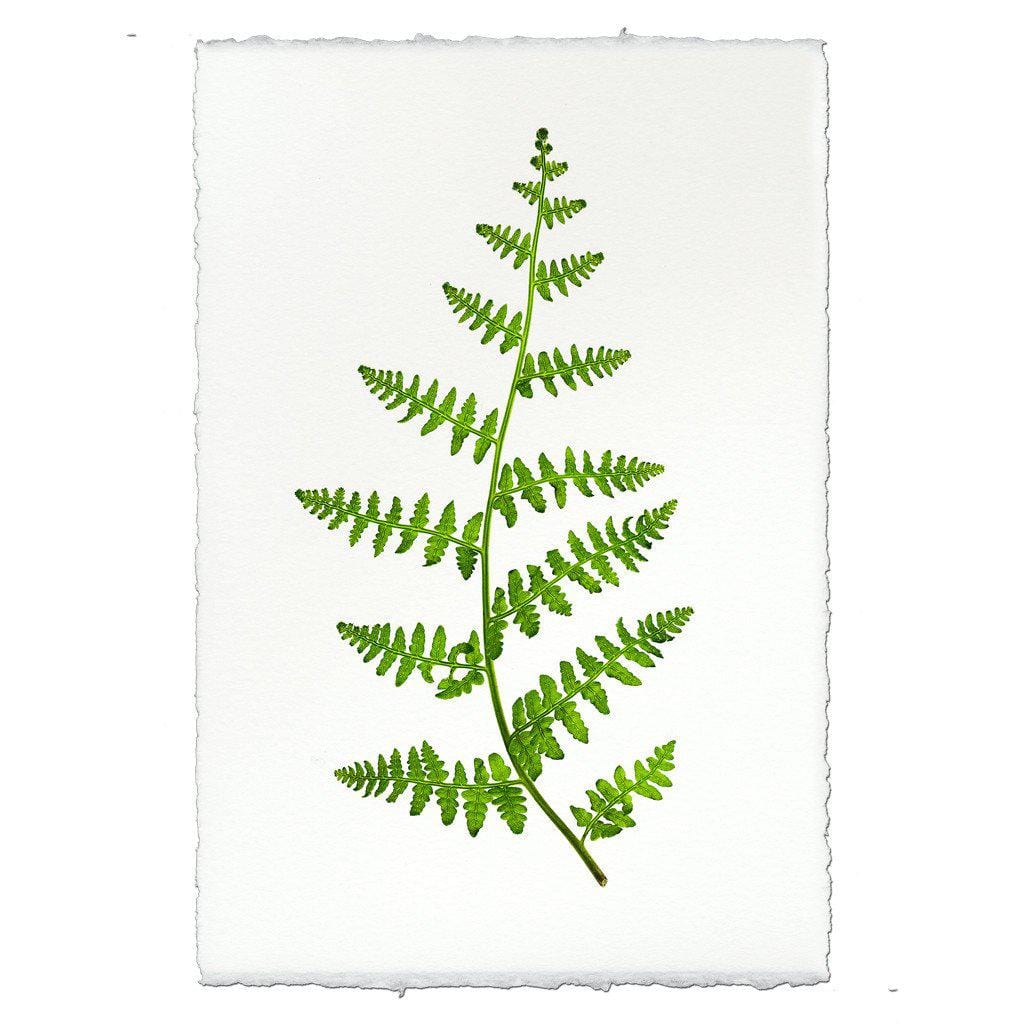 BARLOGA STUDIOS- fine photographs on intriguing papers Ferns Fern #2