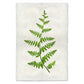 BARLOGA STUDIOS- fine photographs on intriguing papers Ferns Fern #2