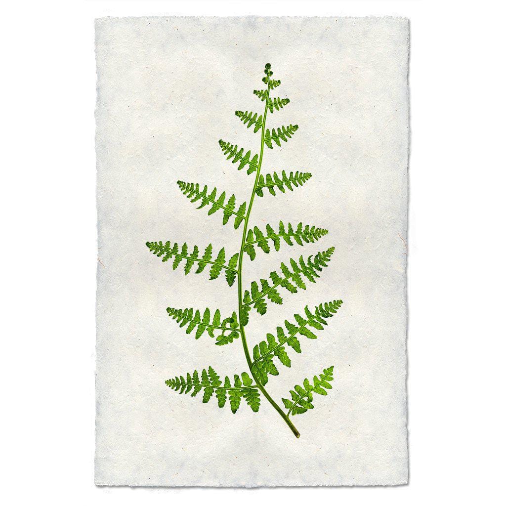 BARLOGA STUDIOS- fine photographs on intriguing papers Ferns Fern #2