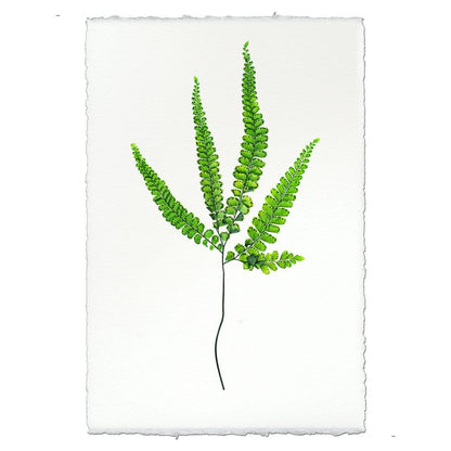 BARLOGA STUDIOS- fine photographs on intriguing papers Ferns Fern #3