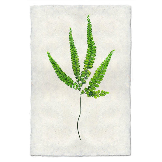 BARLOGA STUDIOS- fine photographs on intriguing papers Ferns Fern #3