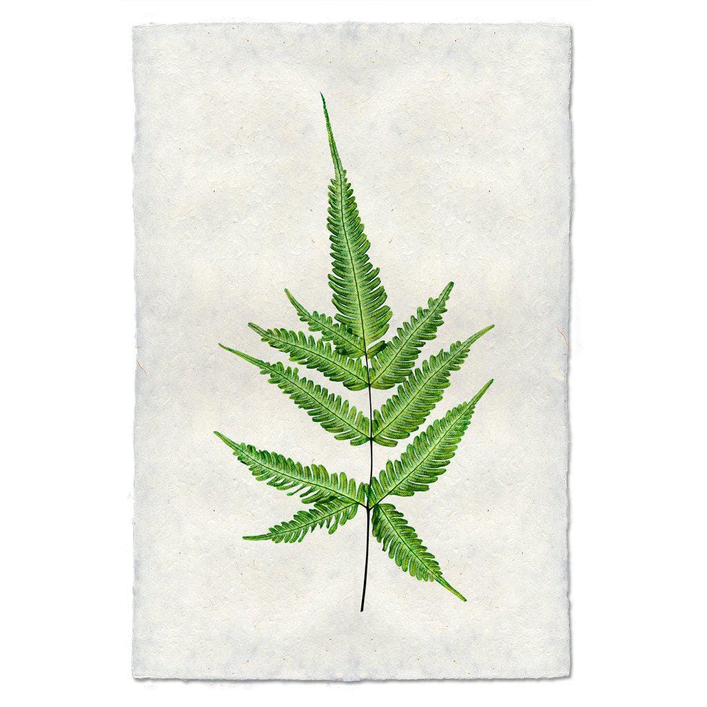 BARLOGA STUDIOS- fine photographs on intriguing papers Ferns Fern #4