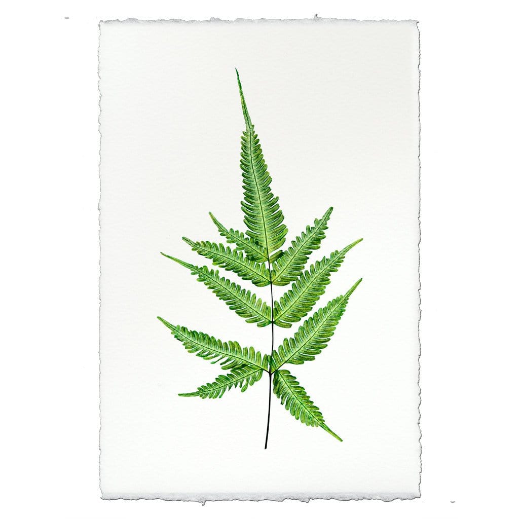 BARLOGA STUDIOS- fine photographs on intriguing papers Ferns Fern #4