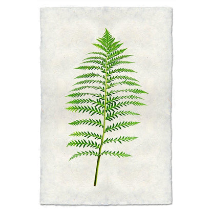 BARLOGA STUDIOS- fine photographs on intriguing papers Ferns Fern #5