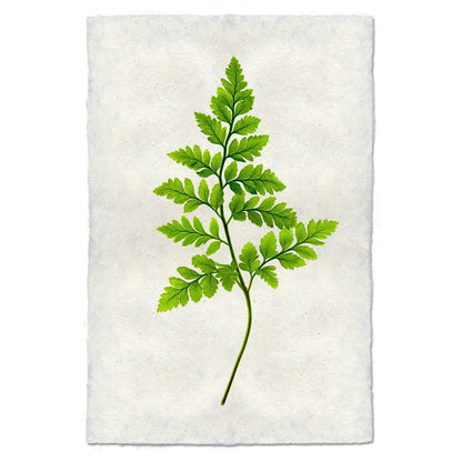 BARLOGA STUDIOS- fine photographs on intriguing papers Ferns Fern #6