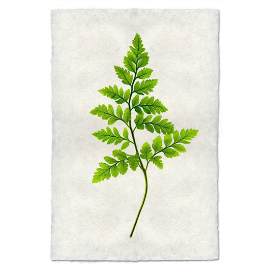 BARLOGA STUDIOS- fine photographs on intriguing papers Ferns Fern #6