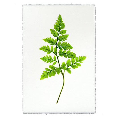 BARLOGA STUDIOS- fine photographs on intriguing papers Ferns Fern #6