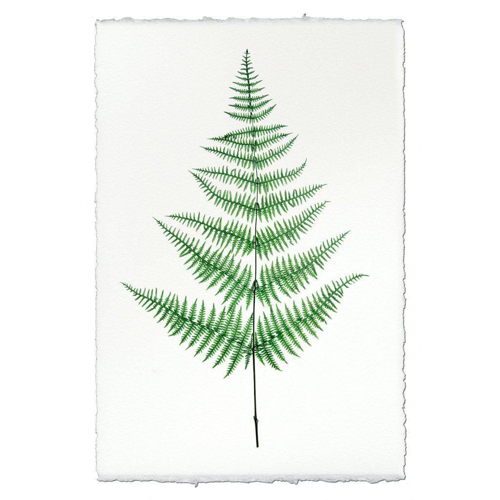 BARLOGA STUDIOS- fine photographs on intriguing papers Ferns Fern #9