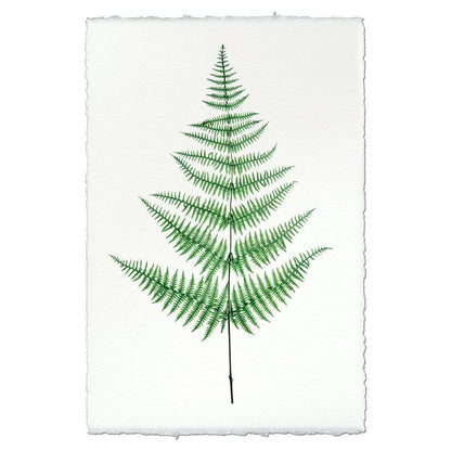 BARLOGA STUDIOS- fine photographs on intriguing papers Ferns Fern #9