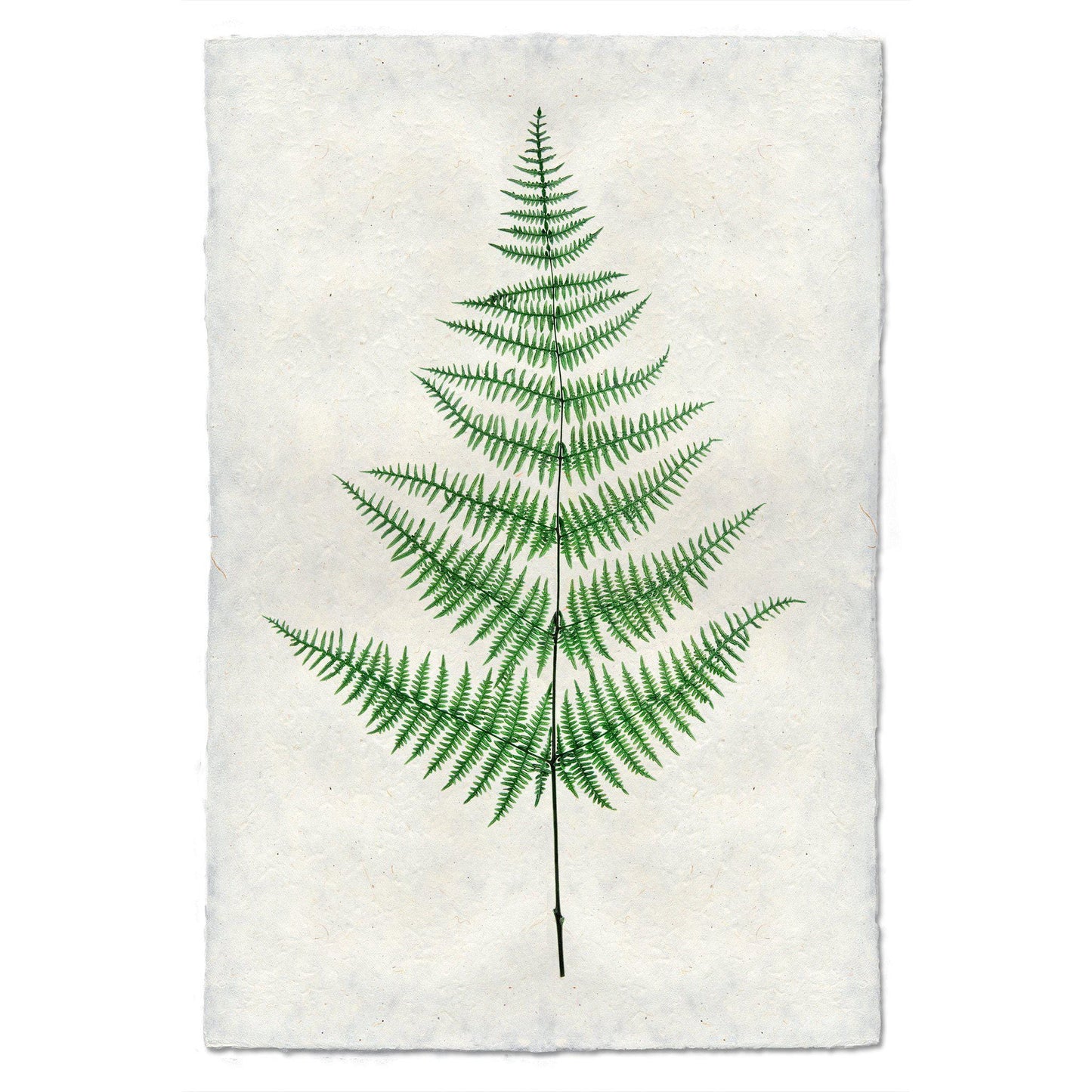 BARLOGA STUDIOS- fine photographs on intriguing papers Ferns Fern #9