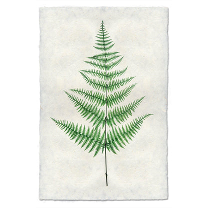 BARLOGA STUDIOS- fine photographs on intriguing papers Ferns Fern #9